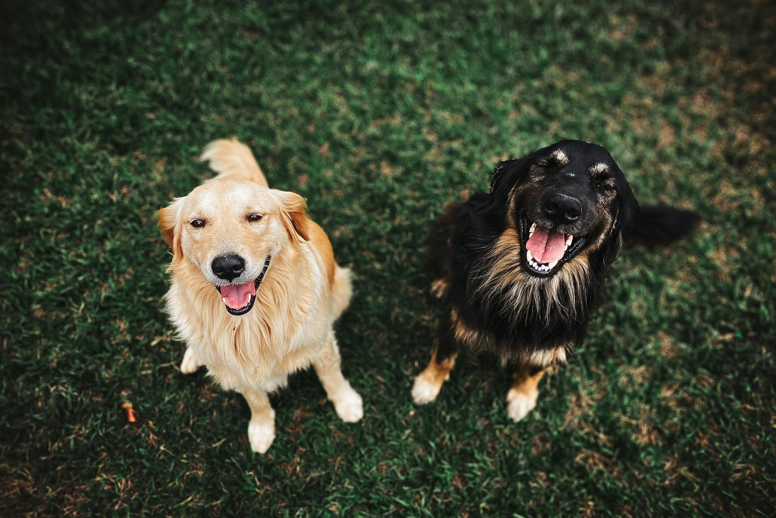 Fungi Pets